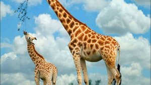 Кения. Интересные факты