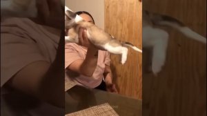 Смешные животные 🐱🐶 четвероногие друзья