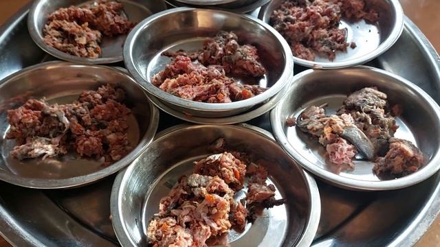 как выглядят миски с едой для чихуахуа Кастропуло, питомник собак, видотипичное питание смотреть онлайн