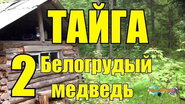 ТАЙГА | Белогрудый 2 из 2 смотреть онлайн