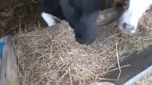 Едят ли коровы мясо на самом деле?