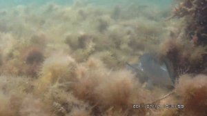 Подводная охота, Черное море Крым, Лобан на подсадного 17.07.2011 arsi@охота