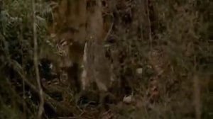 Мост в Терабитию - Канцлер Ги, "Гильгамеш"