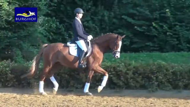 Amarant - Wallach - 2011 geboren (Almaz x Arioso) смотреть онлайн