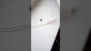 Жизнь мухи...
