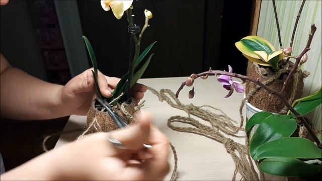 Необычная посадка орхидеи в КОКОС!!! / Мастер-класс "Плетение кашпо"