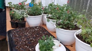 Черенкование акалифы (лисий хвостик) и эуфорбии. Очень красивые растения.