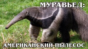 ГИГАНТСКИЙ МУРАВЬЕД: Может победить даже ягуара! Интересные факты про муравьедов и  животных Америки