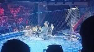 цирк - ЛНР, Луганск "ТИГРЫ И ЛЬВЫ*