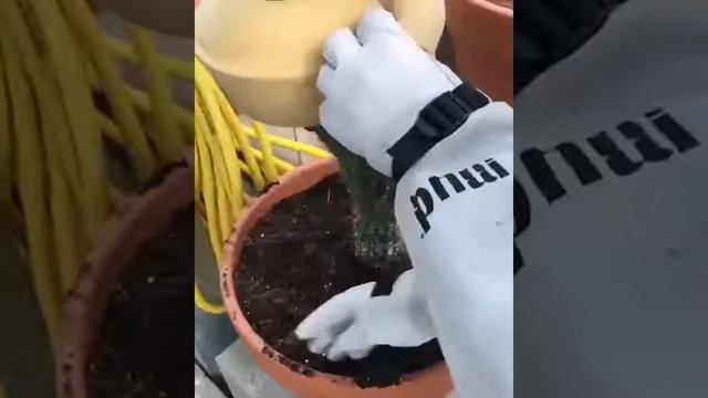 Лайфхак  как без проблем пересадить большой колючий кактус смотреть онлайн