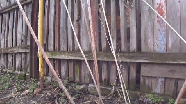 Обработка деревьев бордоской смесью / сезон садово-огородных работ открыт