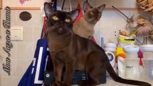 Соболиная бурманская кошка Элизабет и шоколадная Виолина. Питомник бурманских кошек Freya Way