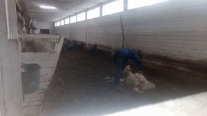 Новый способ стрижка овец