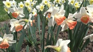 Narcissus var. Pink Charm