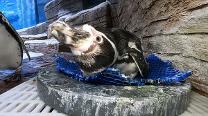 В Приморском океанариуме случился пингвиний бум / События на ТВЦ