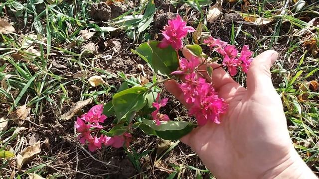 Бугенвиллия в саду смотреть онлайн