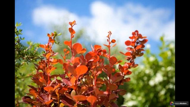 Барбарис: 58 советов по уходу смотреть онлайн