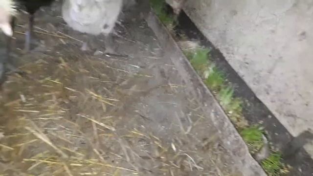 Гидропонный зелёный корм и куры.