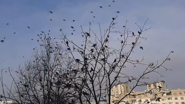 Стая птиц едят рябину смотреть онлайн