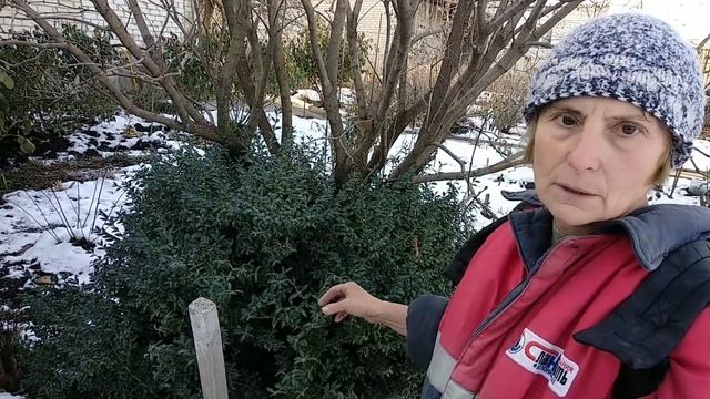 Розы.Искореняющие обработки Железным купоросом в декабре. смотреть онлайн