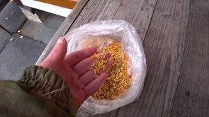 Высадка семян яблони "дички".