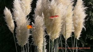 Пампасная трава обыкновенная Вайт Фезер ? обзор: как сажать, саженцы пампасной травы Вайт Фезер