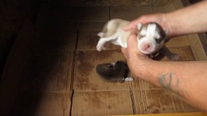 Щенки хаски первая неделя показывают характер сосут молоко