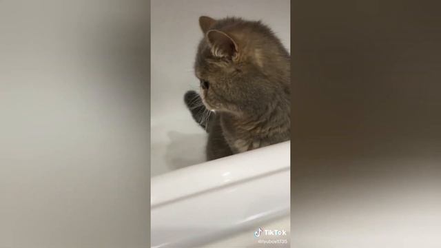 Смешные и милые котики ? смешное видео 2021 . #Приколы с котами № 36 #котики смотреть онлайн