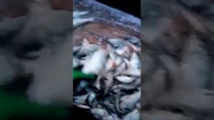 рыбалка на озере чаны, отчёт рыбалки за 22 марта 2021г