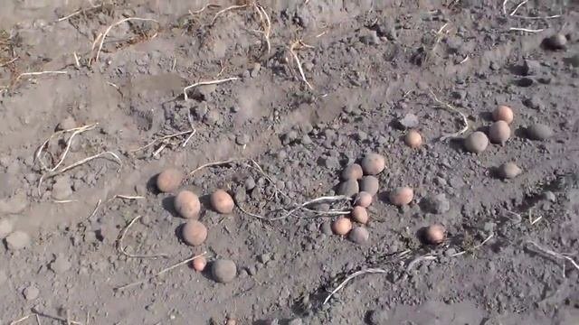 Копка картофеля самодельной грохотной картофелекопалкой