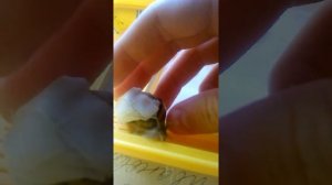 Как починить улитке панцирь?(видео без монтажа)...
