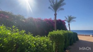 Свежий обзор SIVA SHARM RESOPT & SPA / Sharm El Sheikh ?? Egypt / reef / территория, питание, пляж