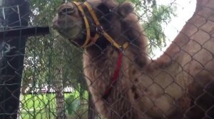 Влог: Санаторий Волжанка, город Чебоксары.