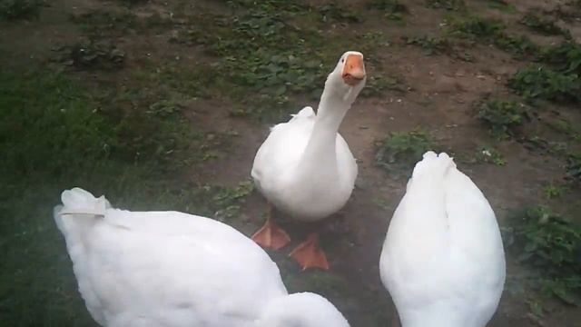 Злые гуси смотреть онлайн