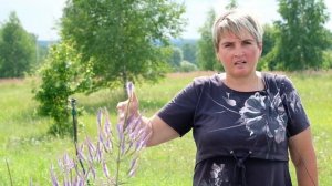 Вероникаструм  Pink Glow и Вероникаструм Fascination