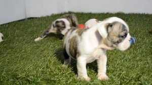 BULLCANES English Bulldog Breeder - Frodo - Lolly - Shira.MOV