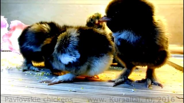 Pavlovskie egg, chickens, rooster Павловские Яйцо , суточный цыплёнок, цыплята, взрослые куры смотреть онлайн