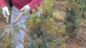 Pinus Parviflora Glauca - Plant Care