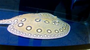 Аквариумные Рыбки 2  Пресноводный Скат  Рыба Скат