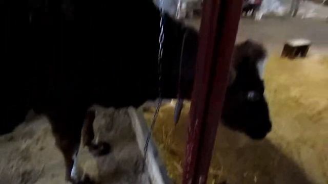 Самые лучшие привязя для коров и система установки мехдойки. смотреть онлайн