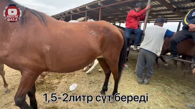 Құлынды, сауын биелер 17.05.2023
