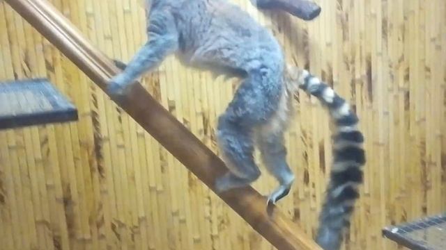 Самые маленькие в мире обезьянки