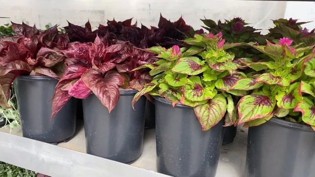 Fantastic Foliage from PanAmerican Seed смотреть онлайн