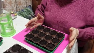 Сажаем семена земляники в торфяные таблетки.