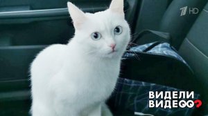 Разговорчивая кошка. Видели видео? Фрагмент выпуска от 06.02.2022