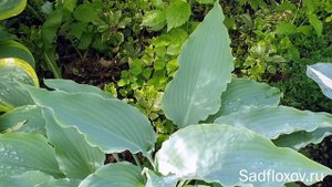 Голубая хоста Нептун  в моем саду