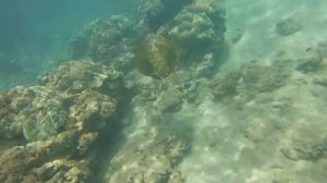 Geneinno S2 vs Sublue WhitShark MIXPRO Water Scooters - Review & Comparison BONUS TURTLES CRASH TES