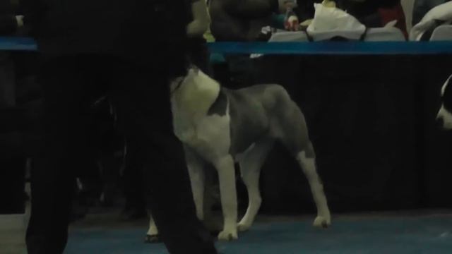 "Евразия 2013", ринг среднеазиатских овчарок. смотреть онлайн