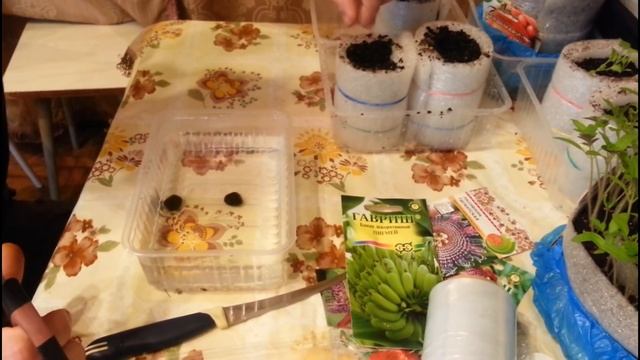 Банан из семян. Скорость роста смотреть онлайн