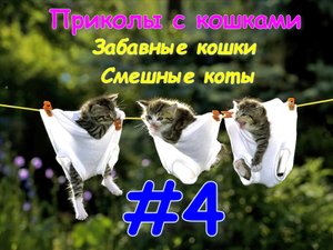 Приколы с кошками / Забавные кошки / Смешные коты #4